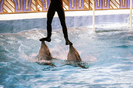 海豚馆的两只海豚在水面上方教练支持下做演图片