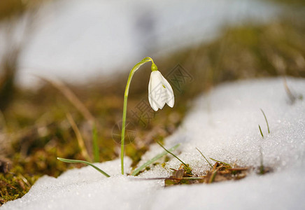 美丽的雪花在雪中流淌积雪形图片