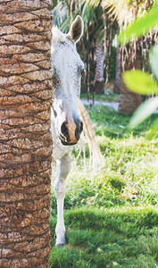 白马从棕榈树中探出头来图片