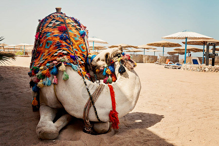 埃及Hurghada海滩的观光客图片