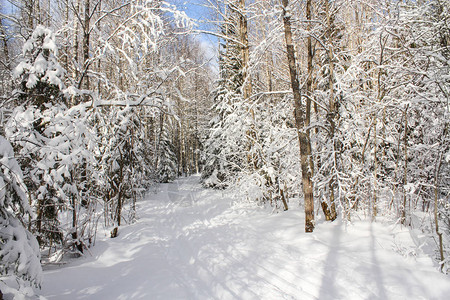 冬季白雪覆盖的野生自然森林物种图片