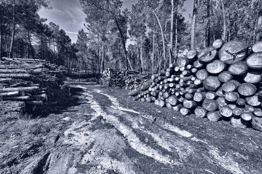 葡萄牙森林记录Retro图图片