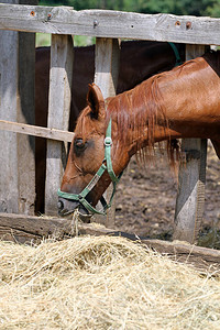 小马在农场吃干草图片