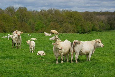 绿色牧场上的奶牛图片