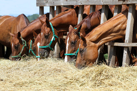 栗色母马和小马驹在牧场吃干草小马图片