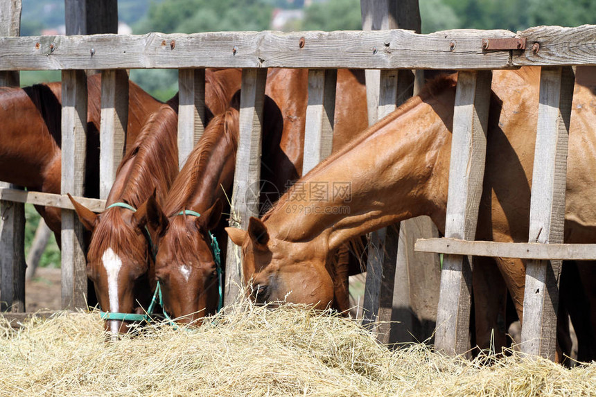 一群纯种马在农村畜牧农场吃干草这些马图片
