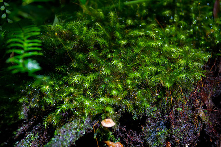 森林中Ferns和Moss的模图片