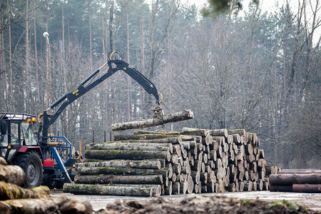 林业机械和倒下的树木图片