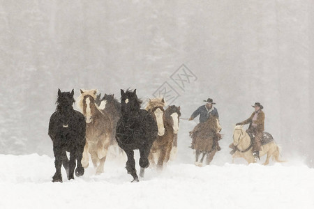 一群马在山上的雪中奔跑图片