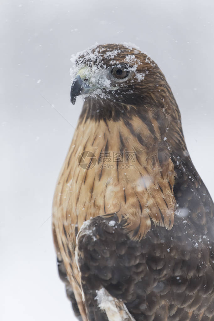 一只红尾鹰坐在暴风雪中图片