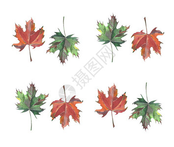 明秋美丽的绿棕叶枫与花纹水彩手绘图图片