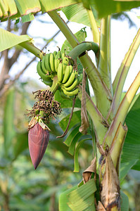 关闭泰国农场的香蕉花图片