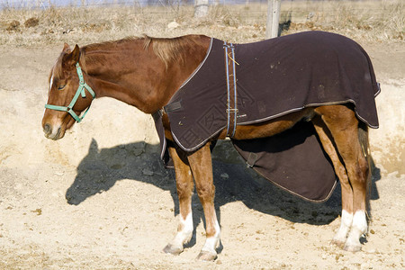 在动物农场的缰绳和毯子的纯种马鞍的侧视图图片