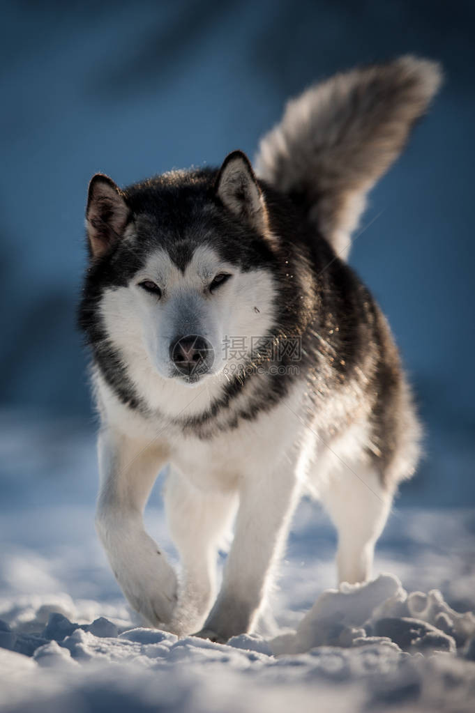 Husky肖像图片