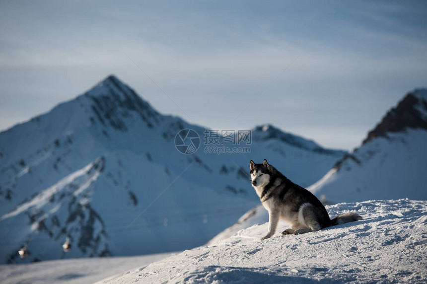 Husky肖像图片