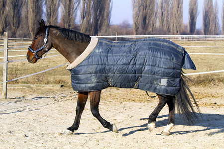 纯种马在动物农场的缰绳和毯子里疾驰图片