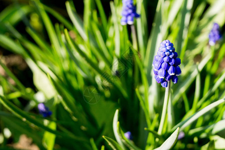 春天鲜蓝的花朵盛开图片