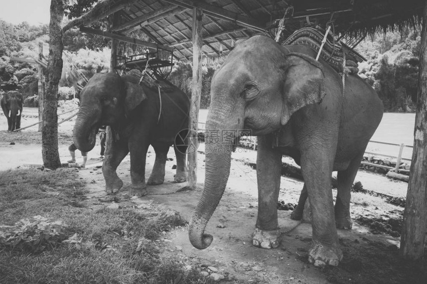 大象营中大象游览的黑白照片泰国图片