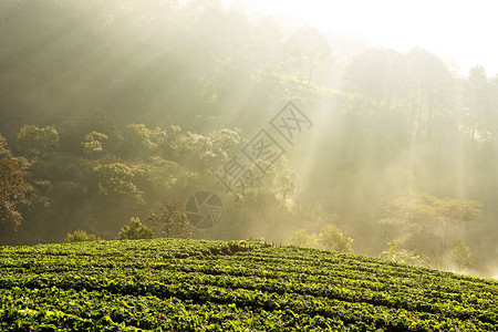 泰国清莱晨的草莓田图片