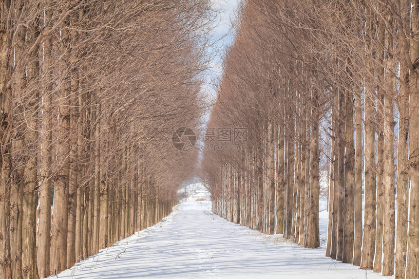 日本金泽市Dawn红木林大道冬季下图片