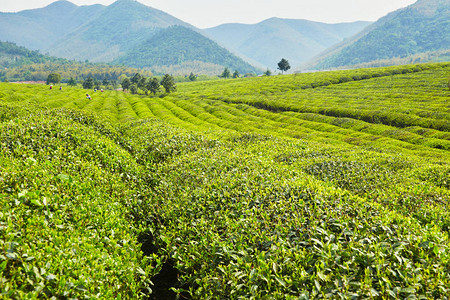 地方特色的茶园背景图片