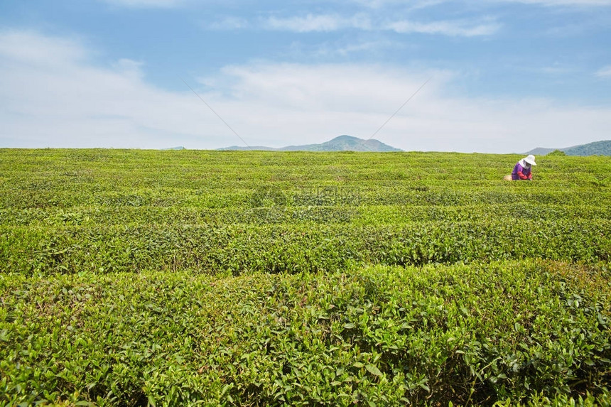 地方特色的茶园图片