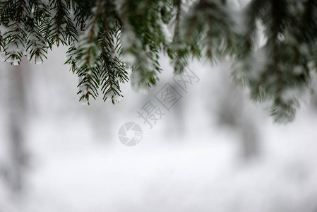 冬天的寒冬风雪冰冻的乡下景象森林观视图片