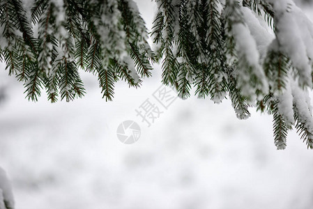 冬天的寒冬风雪冰冻的乡下景象森林观视图片