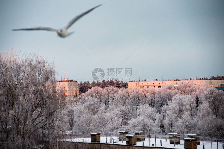 冬天结冰的乡村场景有雪和鸟的田野图片