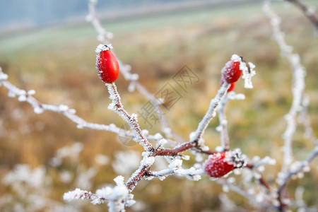 冬天背景冷冻的树枝上有红莓图片