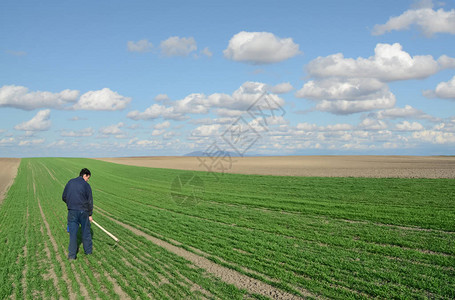 孤独的农夫在他的麦田里劳作图片