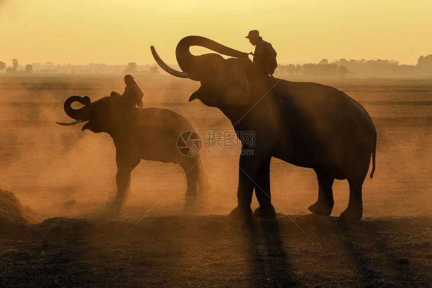 日出时的大象和两只象夫图片