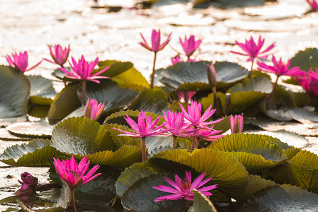 粉红色的新鲜莲花或水里花朵以图片