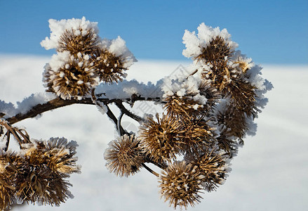 在白雪皑的草地上冻伤蓟的背景图片