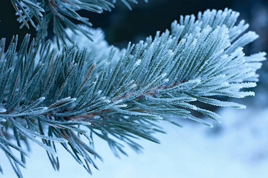 Frostbitepinetwig作为冬图片