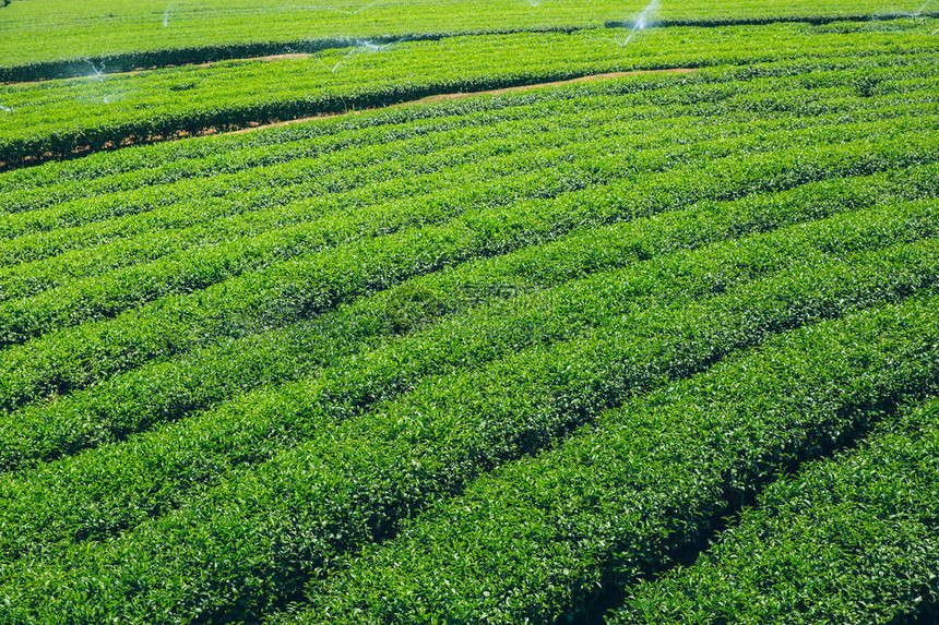 绿色茶叶农业区有蓝色图片