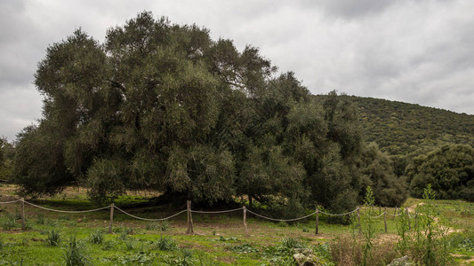 数千棵橄榄树位于撒图片