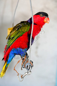 在印度尼西亚巴厘岛拍摄的彩色鹦鹉图片