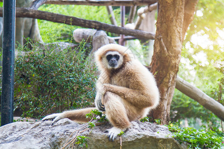 清迈动物园背景阳光下的Gibbon图片