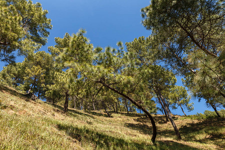 山边的绿松树Dakshinkali背景图片