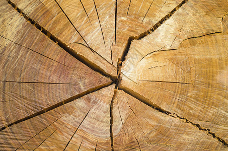 为木材工业切割树干图片