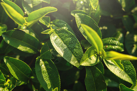 高地种植园农场绿茶图片