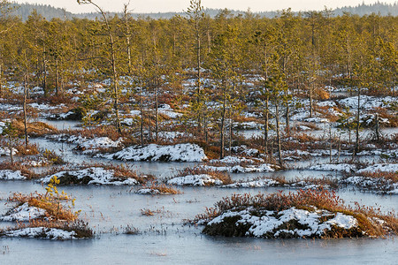 在白俄罗斯冬季橙色沼泽图片