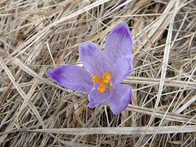 美丽的紫色春天花朵图片