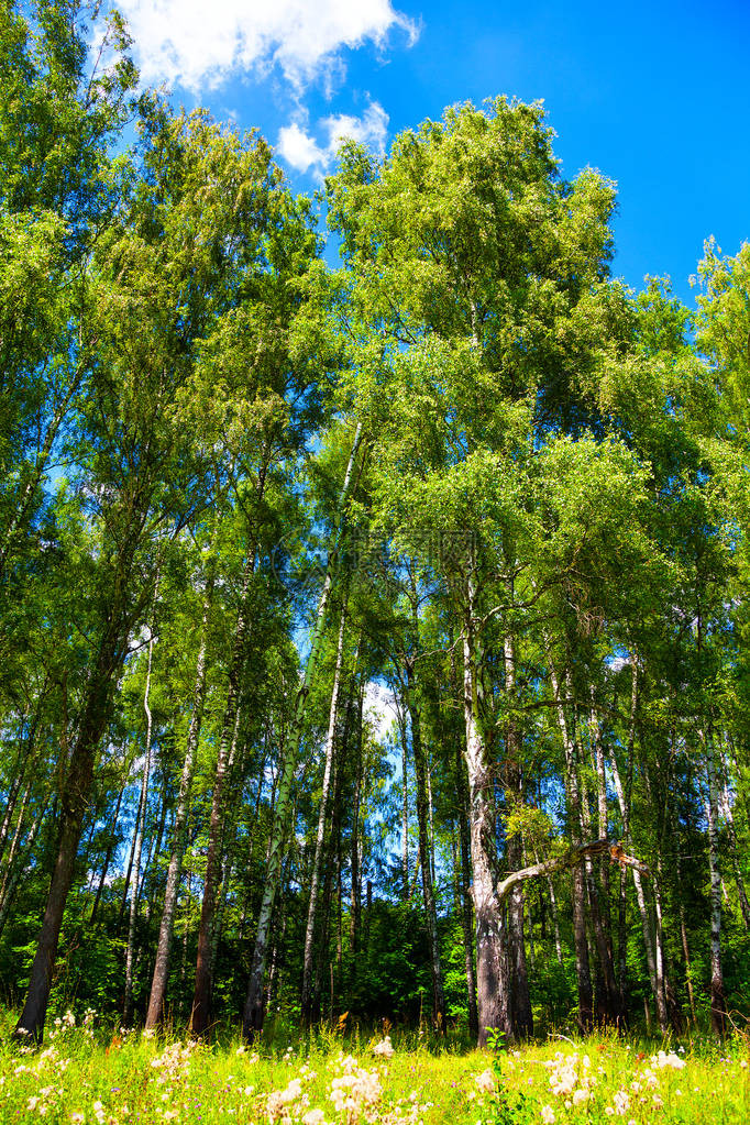 高的白桦树绿叶背景风图片