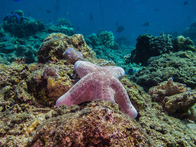 海底珊瑚上的大海星图片