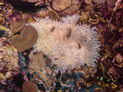 海底的白色海葵图片