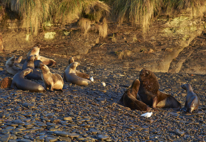 养殖南海狮子群Otaria图片