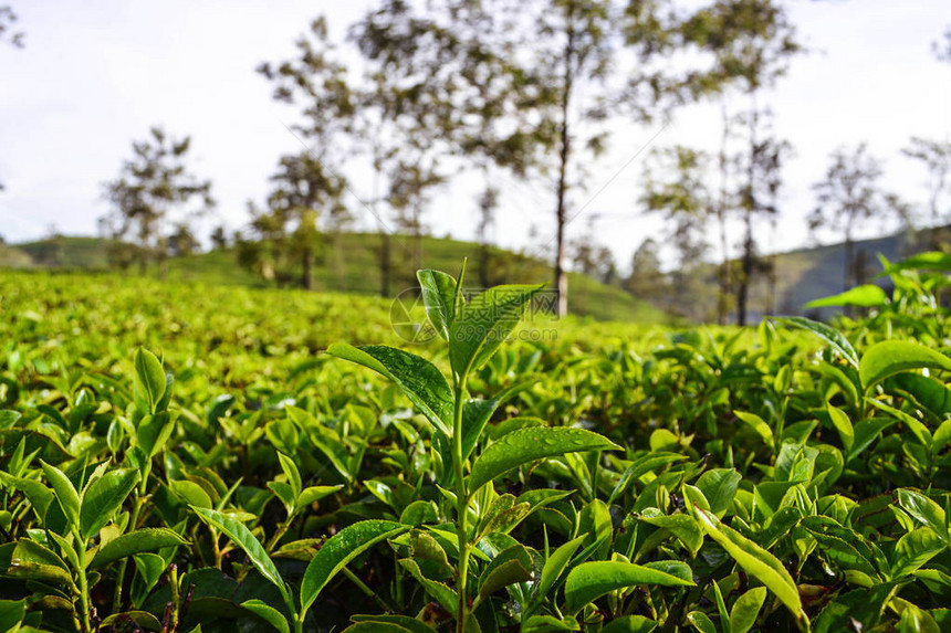 种植场上新鲜茶叶图片