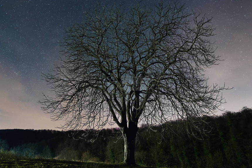 抽象的风景树反对繁星点的夜空图片